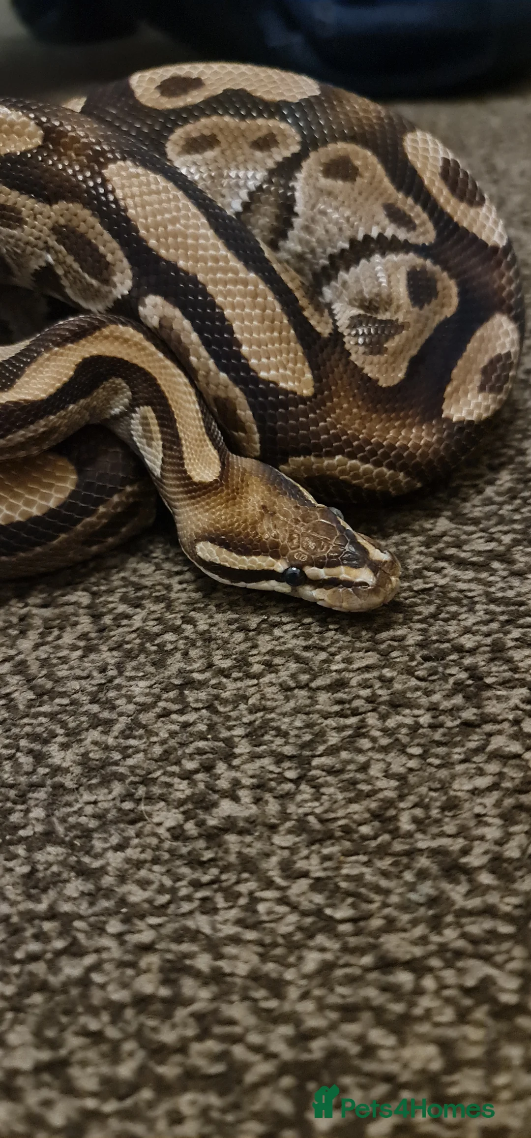 Python Snake reptiles for sale: Het Pied Ball Phython  - Advert 1