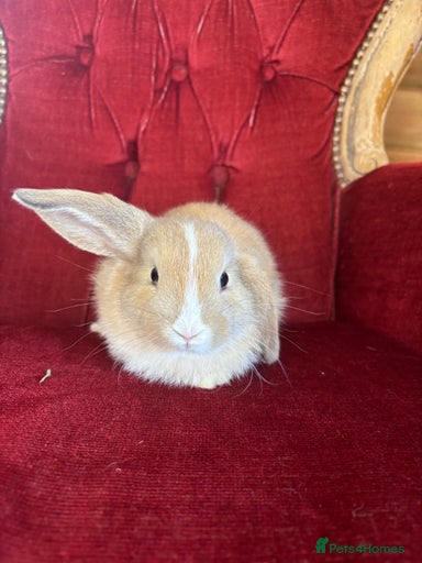 Gallery Image {{count}}