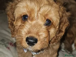 Cavapoo dogs Dashing Cavapoo Puppies - Advert 4