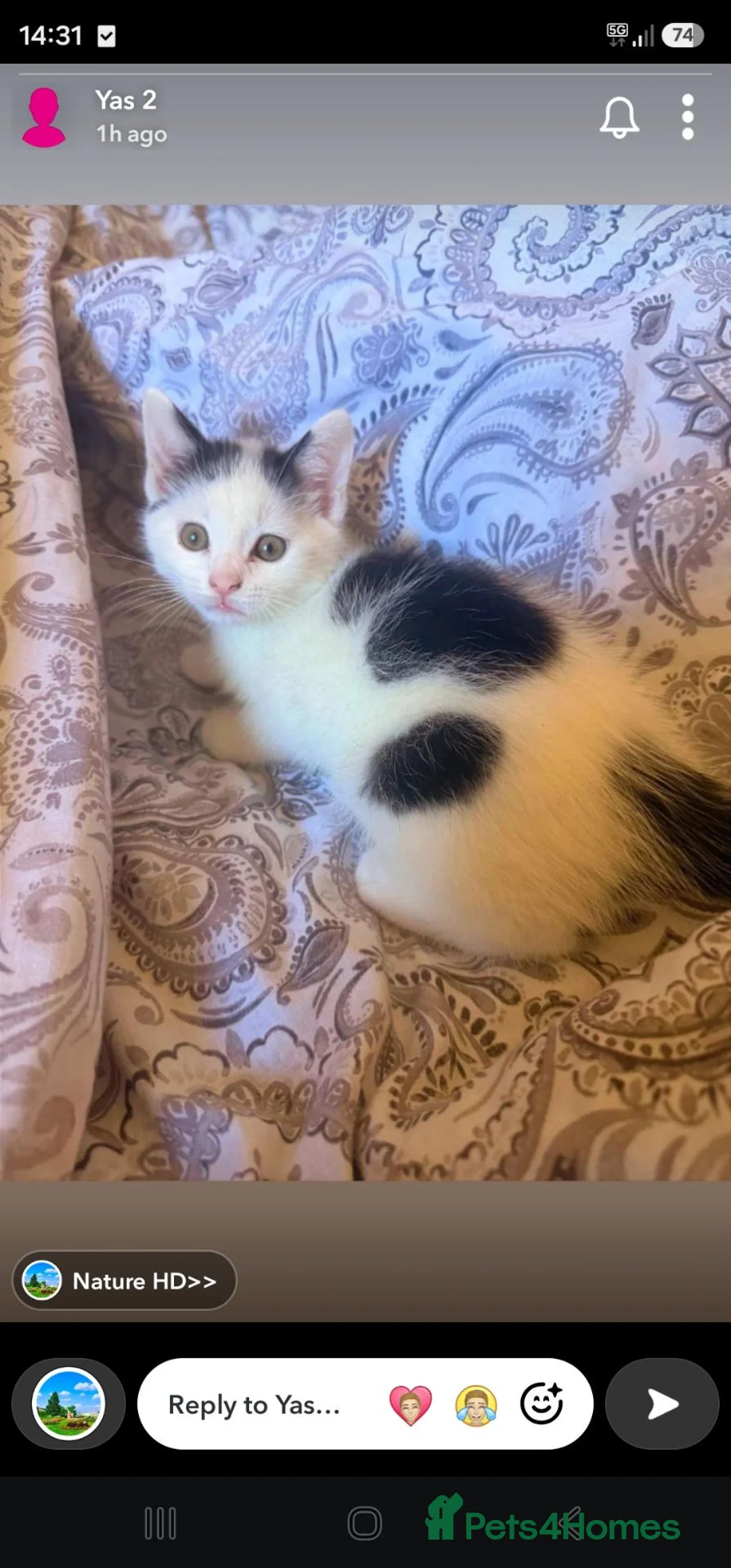 Mixed Breed cats for sale: 1 kiiten available  - Advert 6