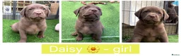 Labrador Retriever dogs for sale: Chunky chocolate family pet Labrador puppies - Advert 5