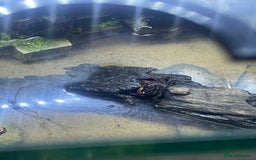 Bearded Dragon reptiles for sale: Red claw crab  - Image 3