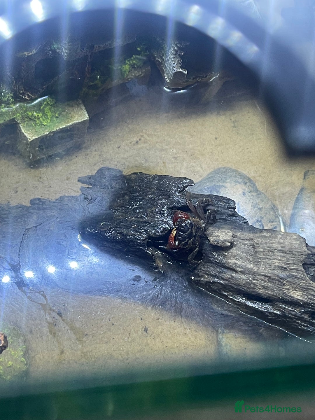 Bearded Dragon reptiles for sale: Red claw crab  - Image 3
