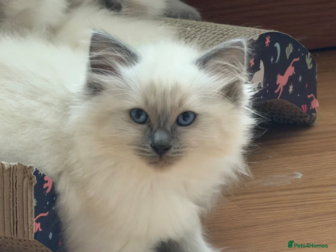 Ragdoll cats for sale: Adorable ragdoll kittens  - Advert 1