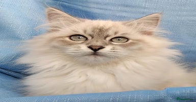 Siberian cats - Advert 13