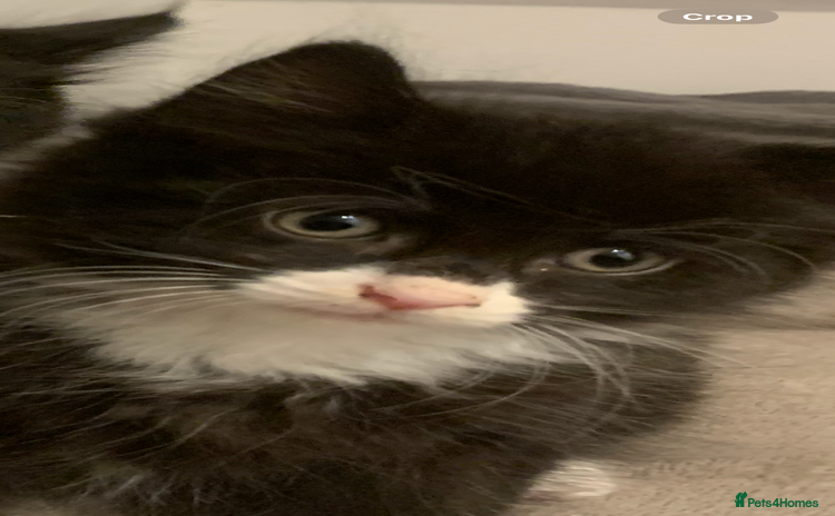 British Longhair cats - Advert 10