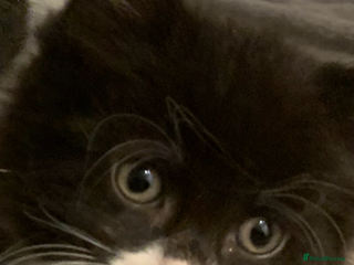 British Longhair cats - Advert 18