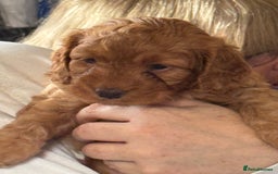 Mixed Breed dogs for sale: home grown golden doodle / cockerpoo  - Image 1