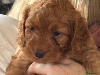 Mixed Breed dogs - Advert 5