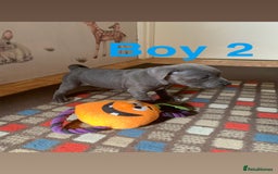 Staffordshire Bull Terrier dogs for sale: RARE BLUE MERLE STAFFORDSHIRE BULL TERRIER PUPPIES - Image 17