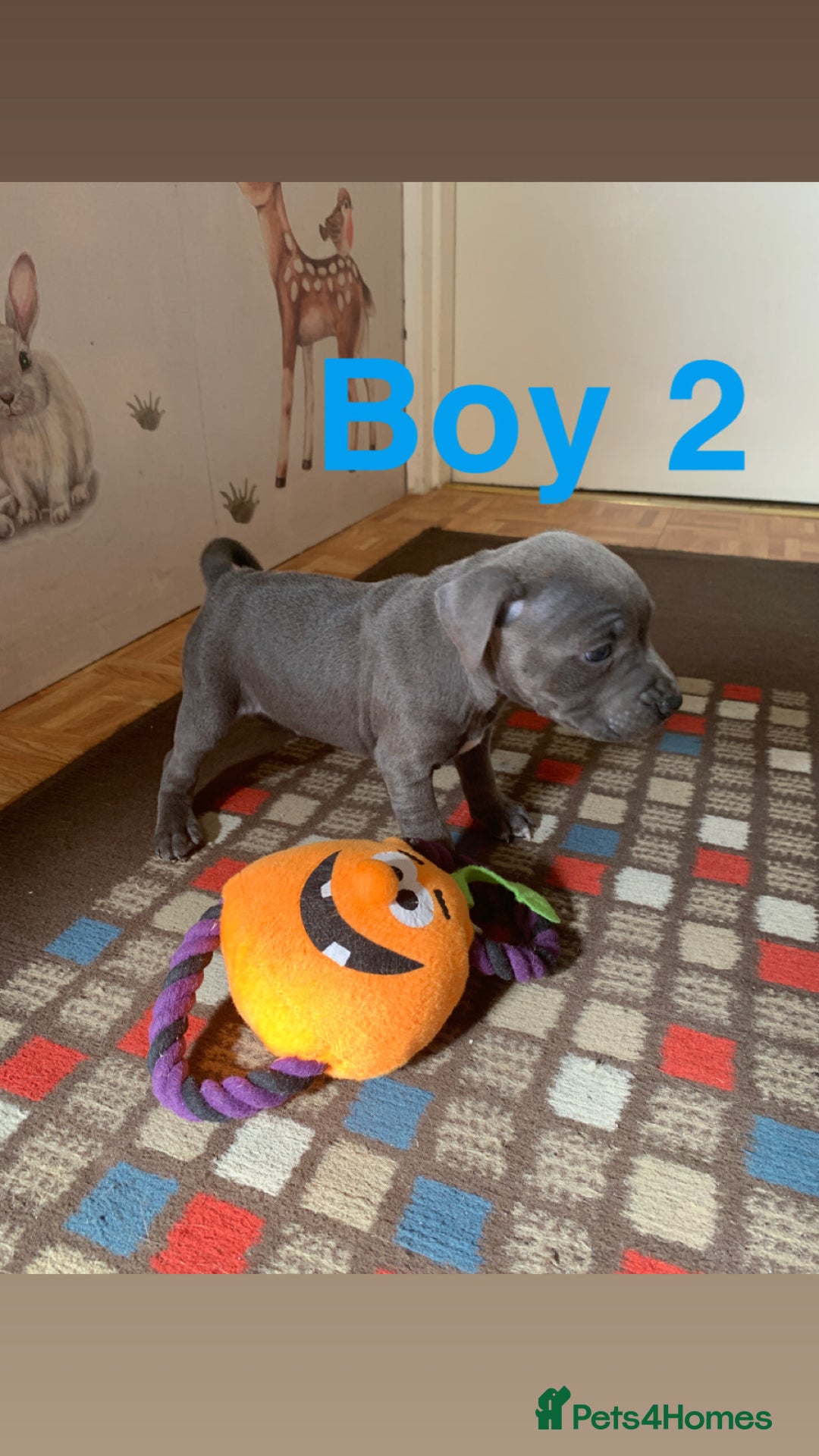 Staffordshire Bull Terrier dogs for sale: RARE BLUE MERLE STAFFORDSHIRE BULL TERRIER PUPPIES - Image 17
