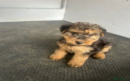 Lakeland Terrier dogs for sale: Lakeland terrier puppies - Image 20