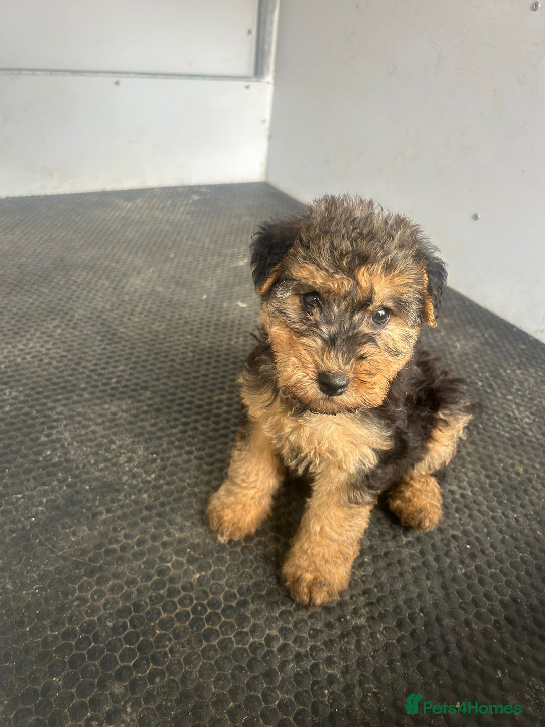 Lakeland Terrier dogs for sale: Lakeland terrier puppies - Image 20