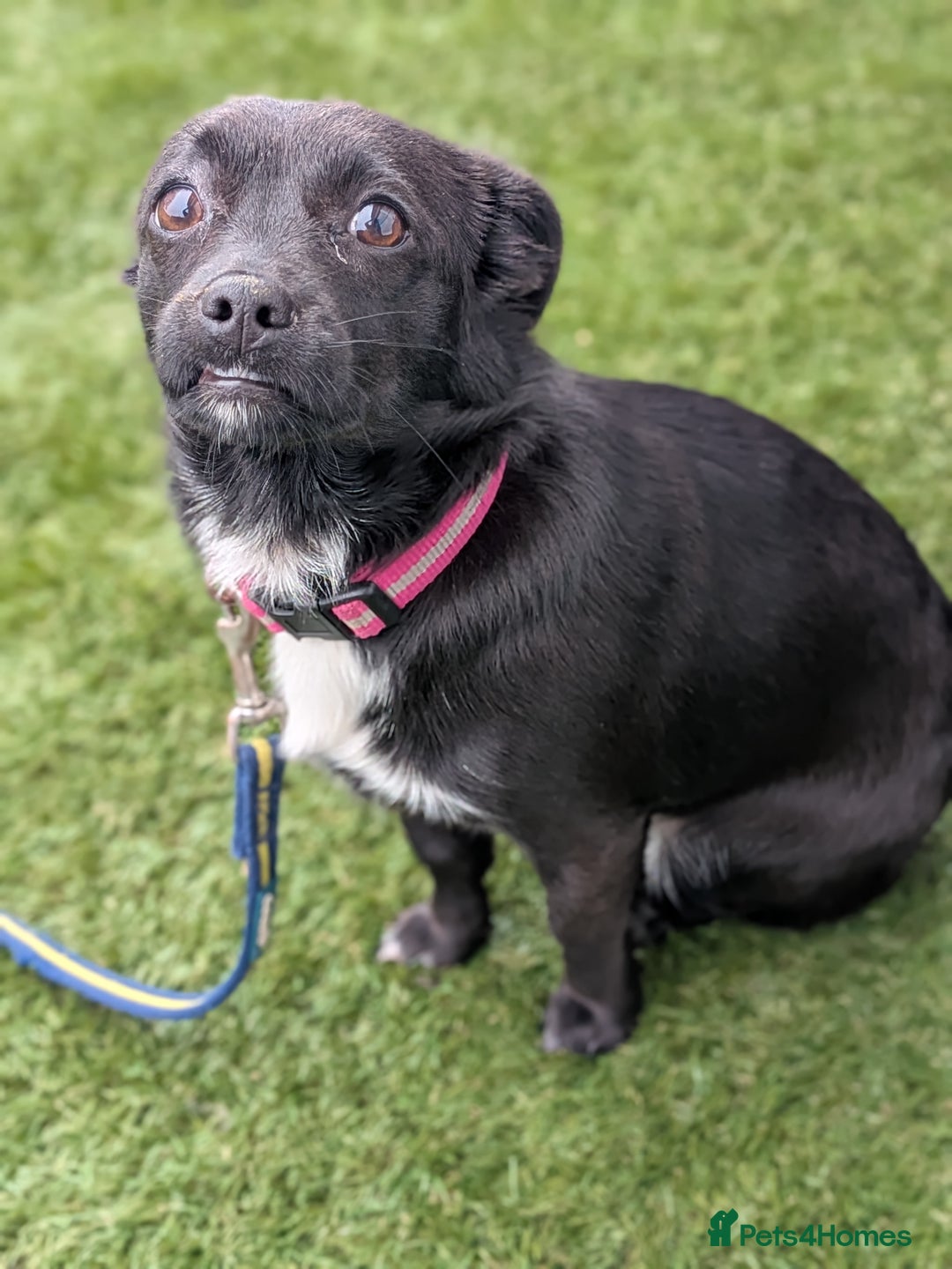 Mixed Breed dogs for sale: 8 month jack Russell/ chihuahua  - Advert 3