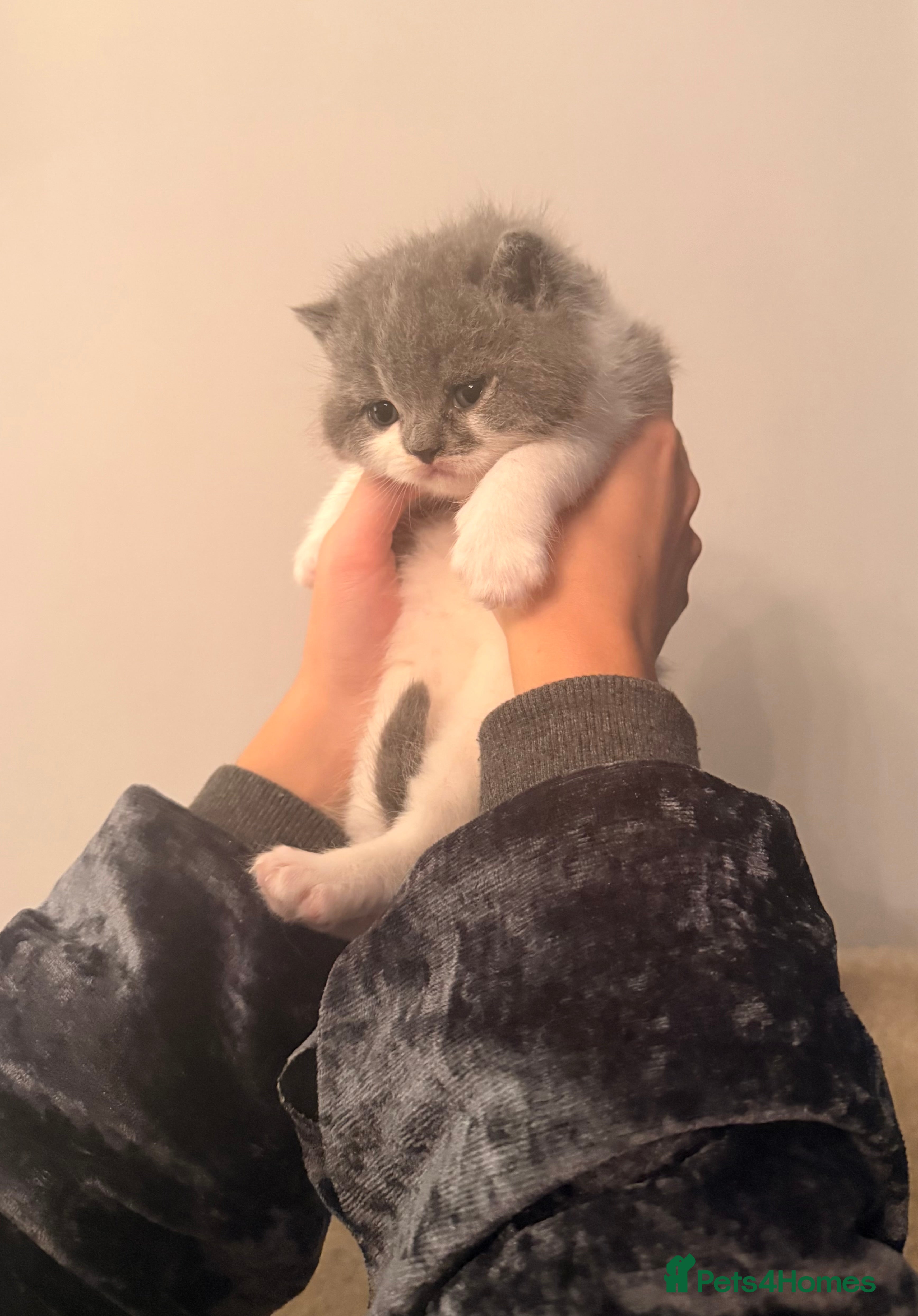 British Shorthair cats GCCF registered bi colour Male  - Advert 4