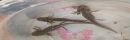 Axolotl reptiles for sale: Beautiful hypo baby Axolotls available last few  - Advert 11
