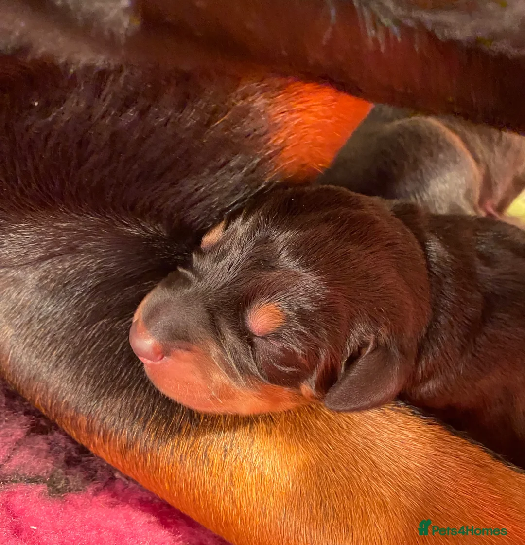 Dobermann dogs for sale: *KC REGISTERED* HEALTH TESTED DOBERMAN PUPPIES* in Rossendale - Advert 2