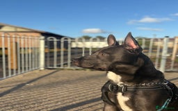Mixed Breed dogs for sale: Smokey - Image 1