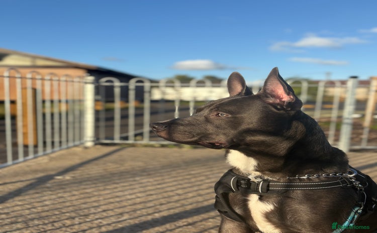 Mixed Breed dogs - Advert 1