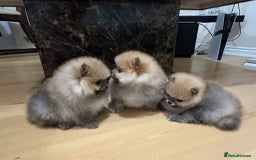 Pomeranian dogs for sale: Cute little pomeranians - Image 15