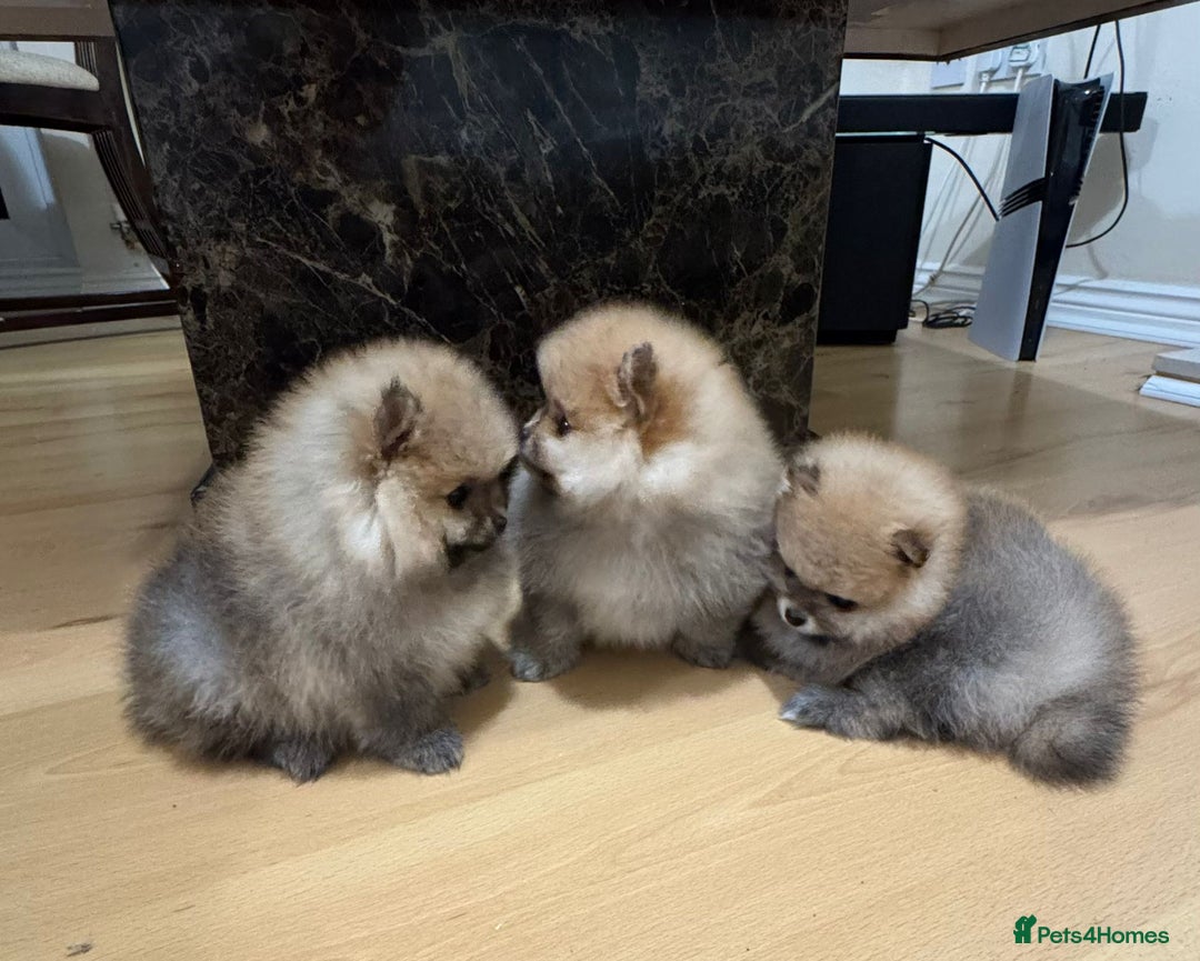 Pomeranian dogs for sale: Cute little pomeranians - Image 15