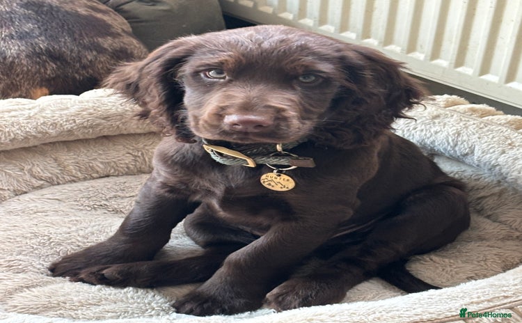 Cocker Spaniel dogs Beautiful Litter of Cocker Spaniel Puppies  - Advert 1
