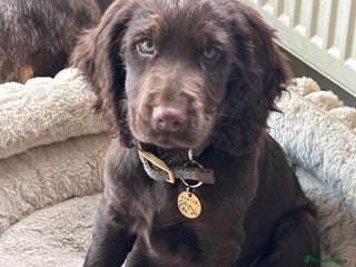 Cocker Spaniel dogs Beautiful Litter of Cocker Spaniel Puppies - Advert 5