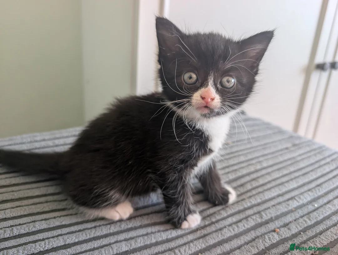 Domestic Shorthair cats for sale: 8 week old kittens - Advert 19