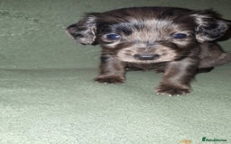 Cockapoo dogs for sale: F2b cockapoo puppies - Image 10