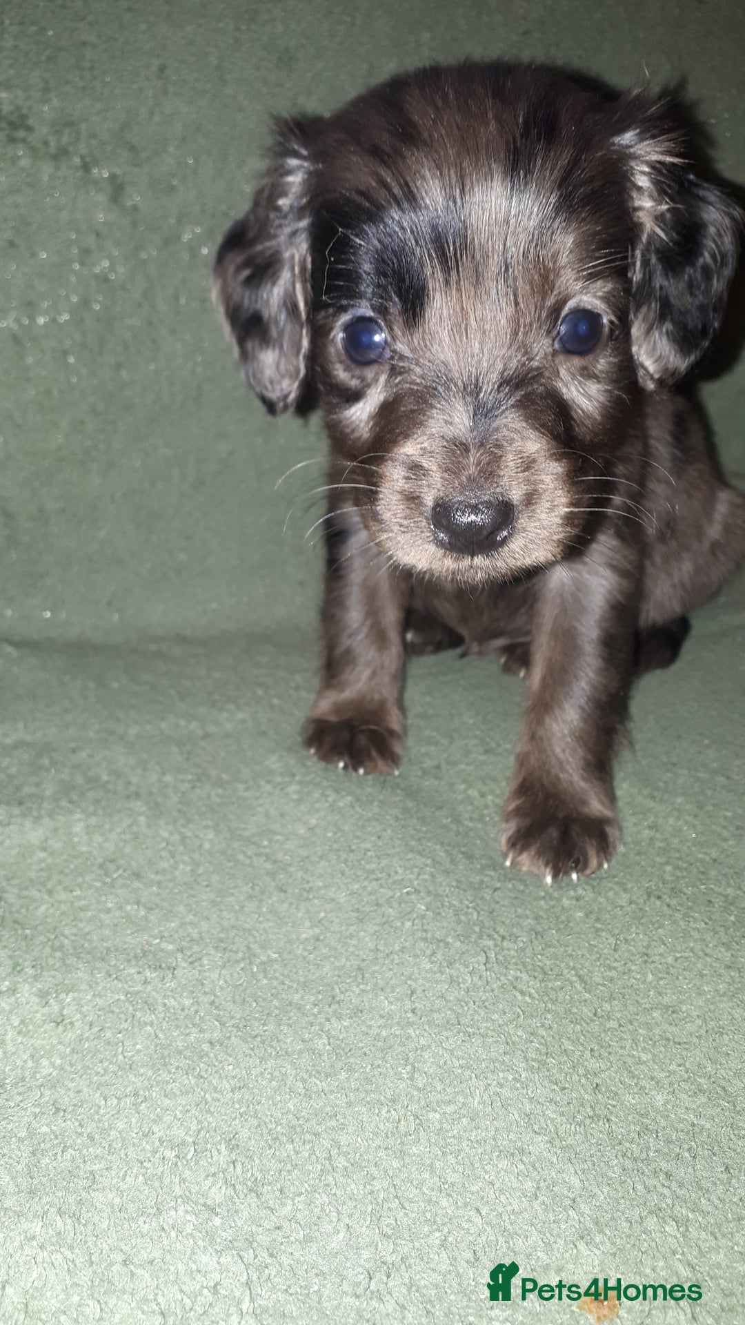 Cockapoo dogs for sale: F2b cockapoo puppies - Image 10