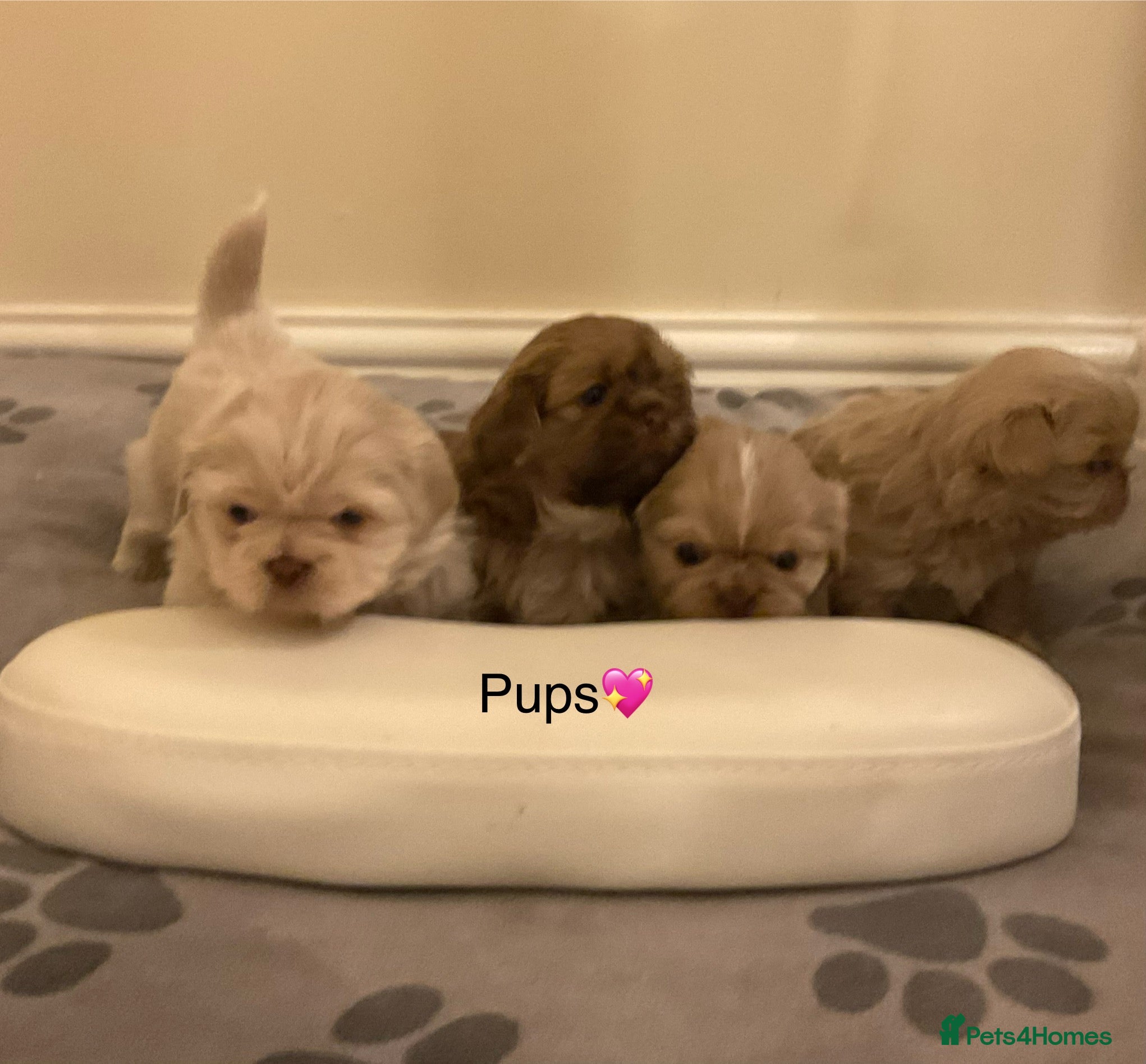 Shih Tzu dogs Beautiful Shih Tzu pups for sale 💖 - Advert 2