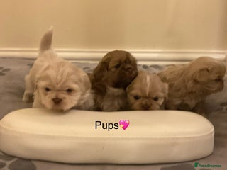 Shih Tzu dogs Beautiful Shih Tzu pups for sale 💖 - Advert 2