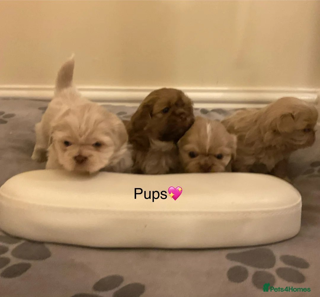 Shih Tzu dogs for sale: Beautiful Shih Tzu pups for sale 💖 - Advert 1