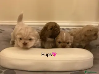 Shih Tzu dogs Beautiful Shih Tzu pups for sale 💖 - Advert 10