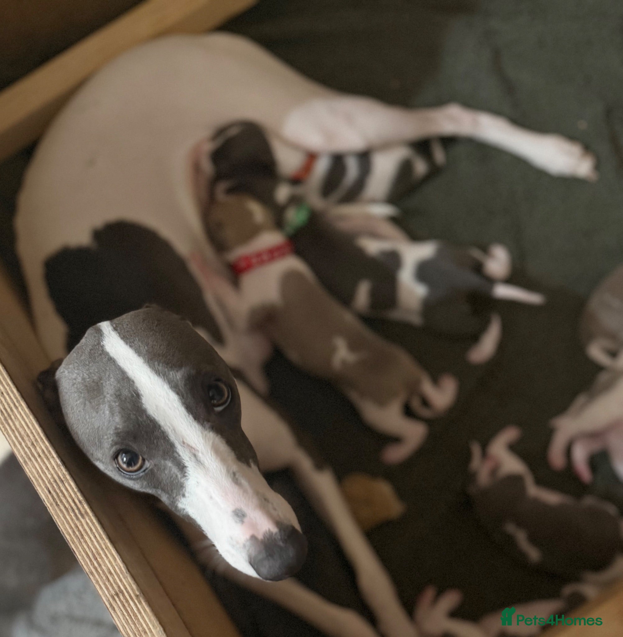 Whippet dogs litter of 8 pups 5x boys 3x bitches  - Advert 2