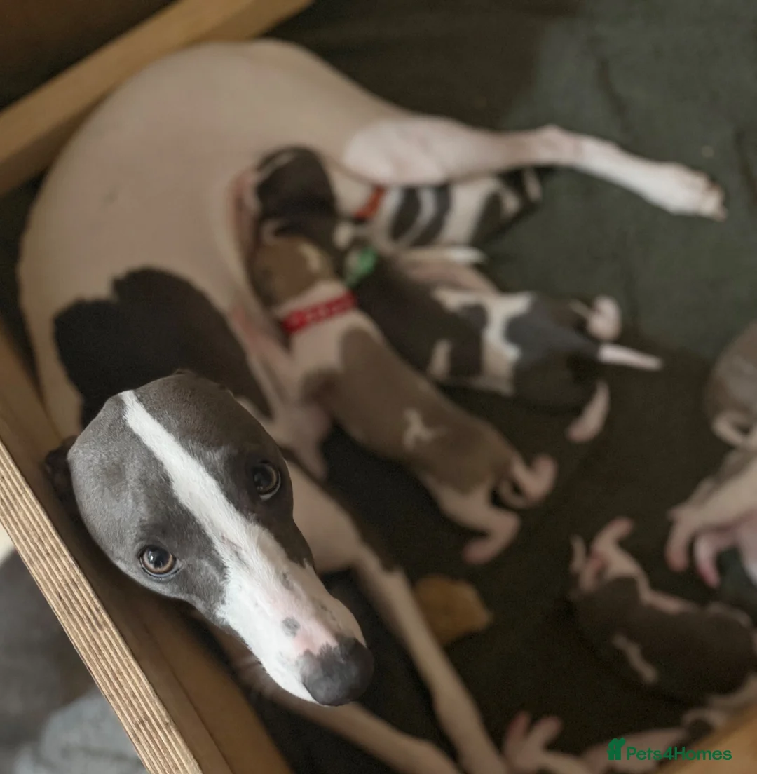 Whippet dogs for sale: litter of 8 pups 5x boys 3x bitches  - Advert 1