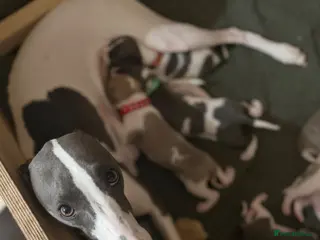 Whippet dogs ready to leave now! litter of 8, 5 boys 3 bitches - Advert 3