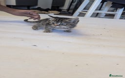 Mixed Breed cats for sale: Kittens for sale - Image 1