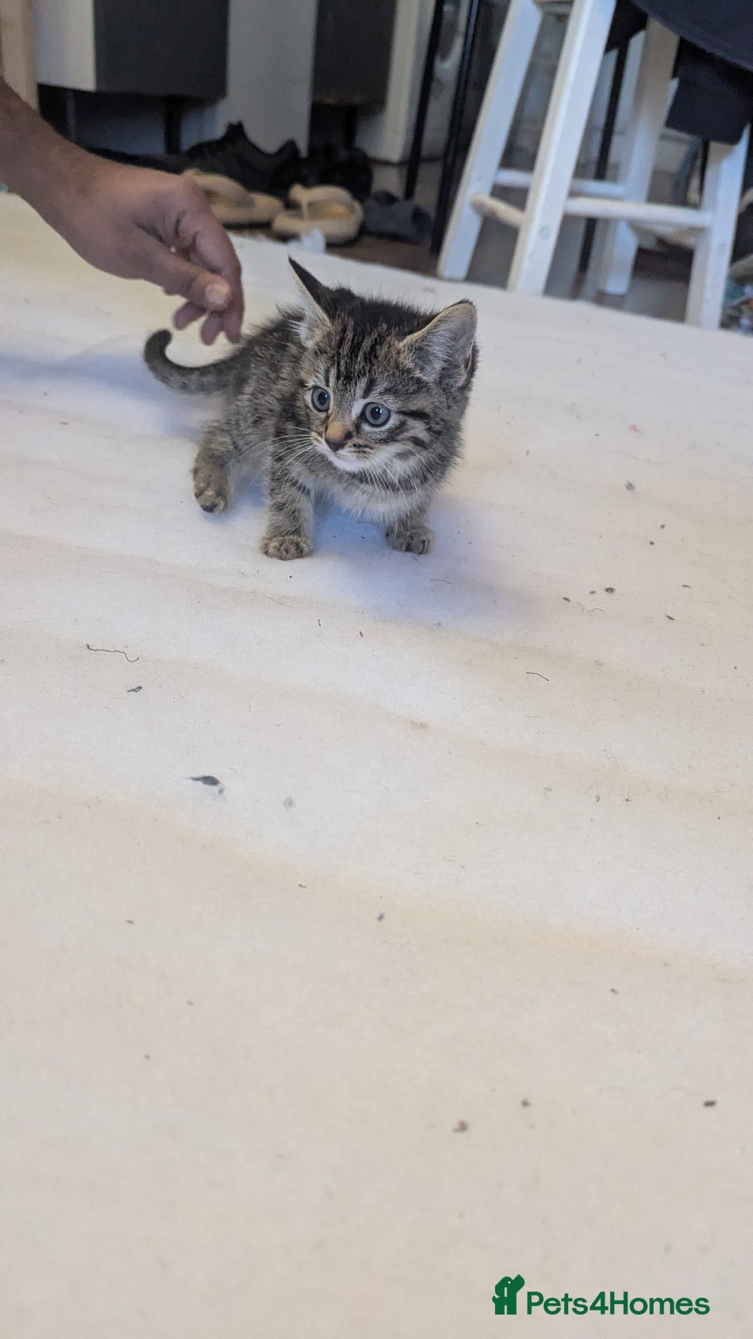 Mixed Breed cats for sale: Kittens for sale - Image 1