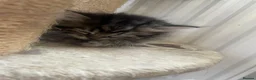 Mixed Breed cats for sale: Adorable Persian-X kittens for sale  - Advert 7