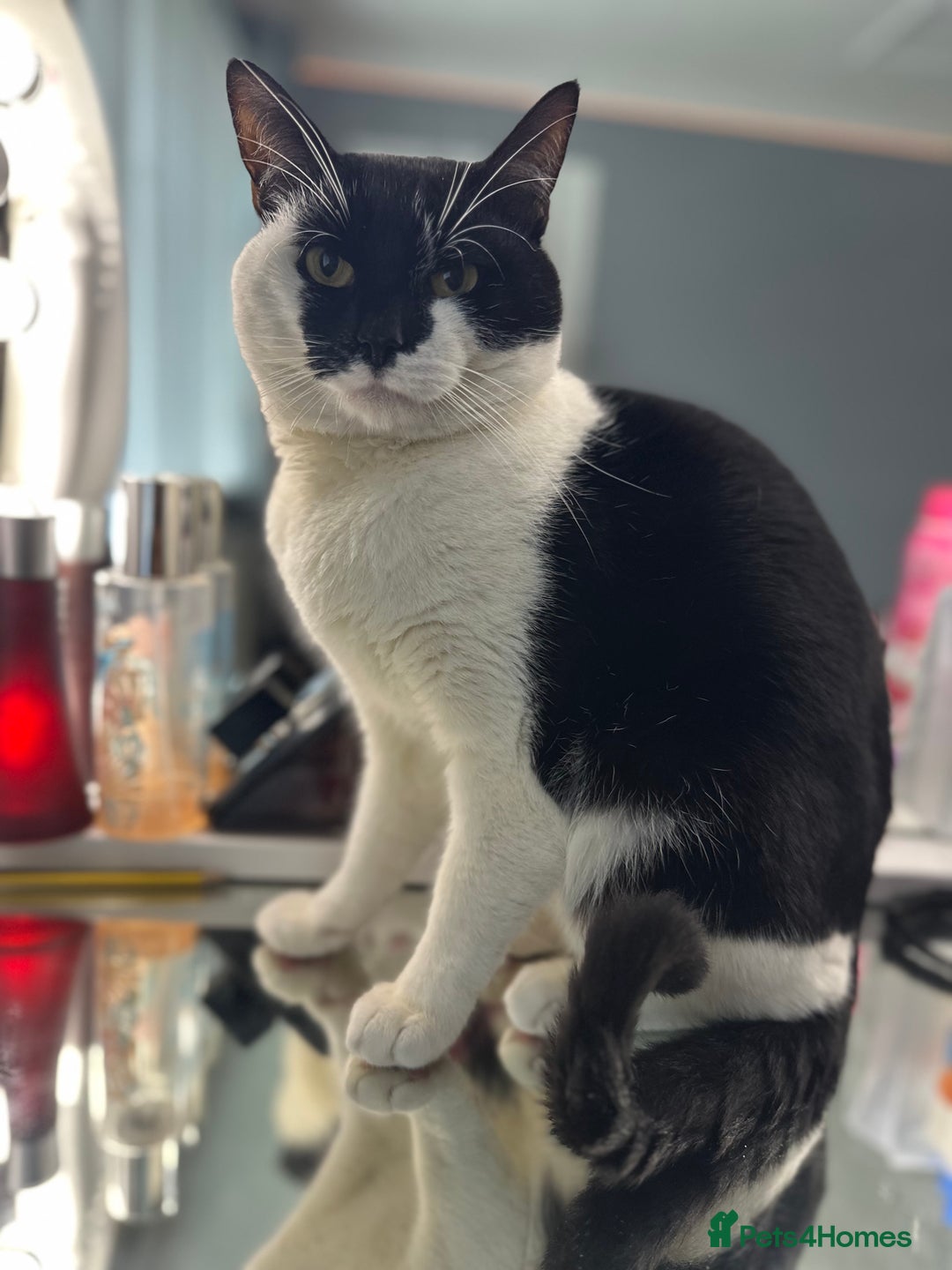 Mixed Breed cats for sale:  TUXEDO MALE CAt no set fee  - Image 2