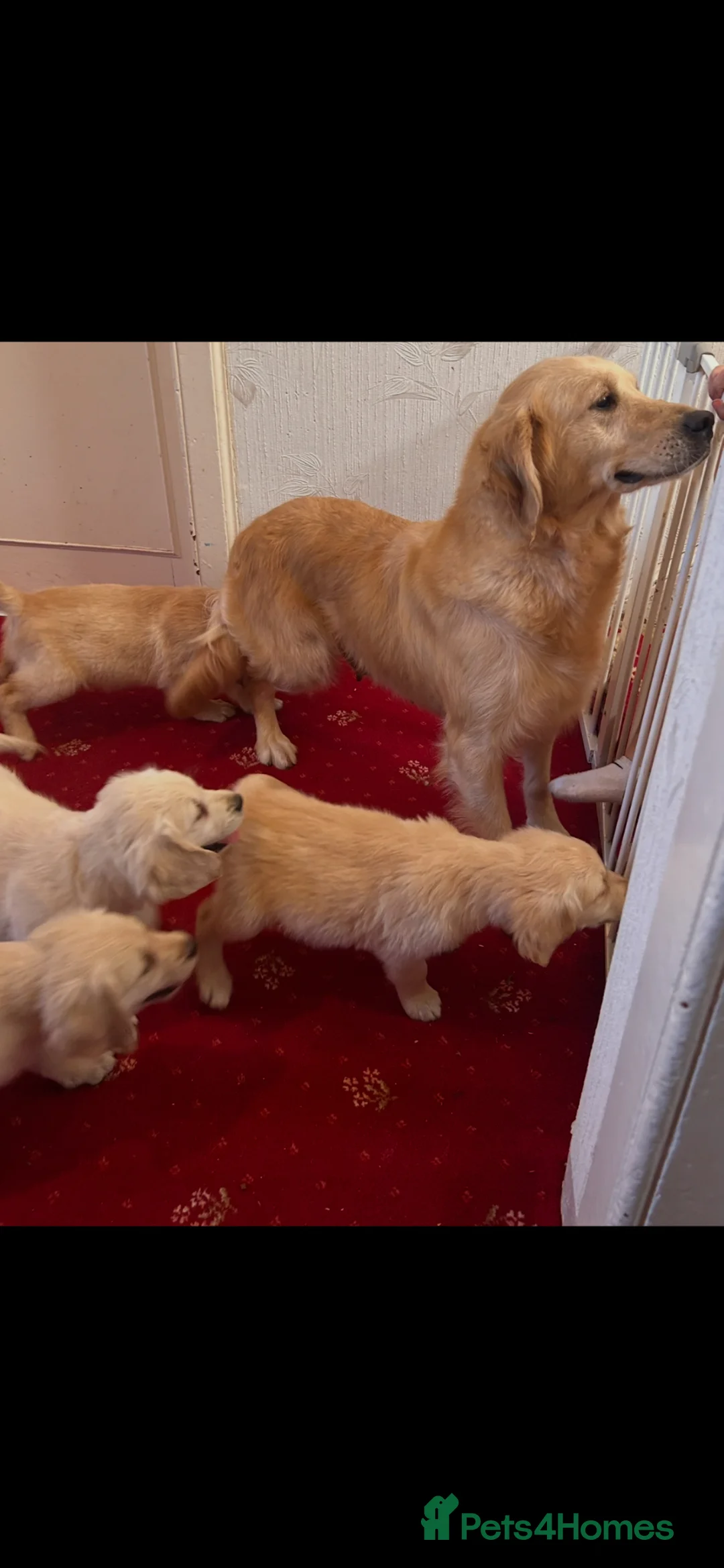 Golden Retriever dogs for sale: Golden Retriever puppies  - Advert 3