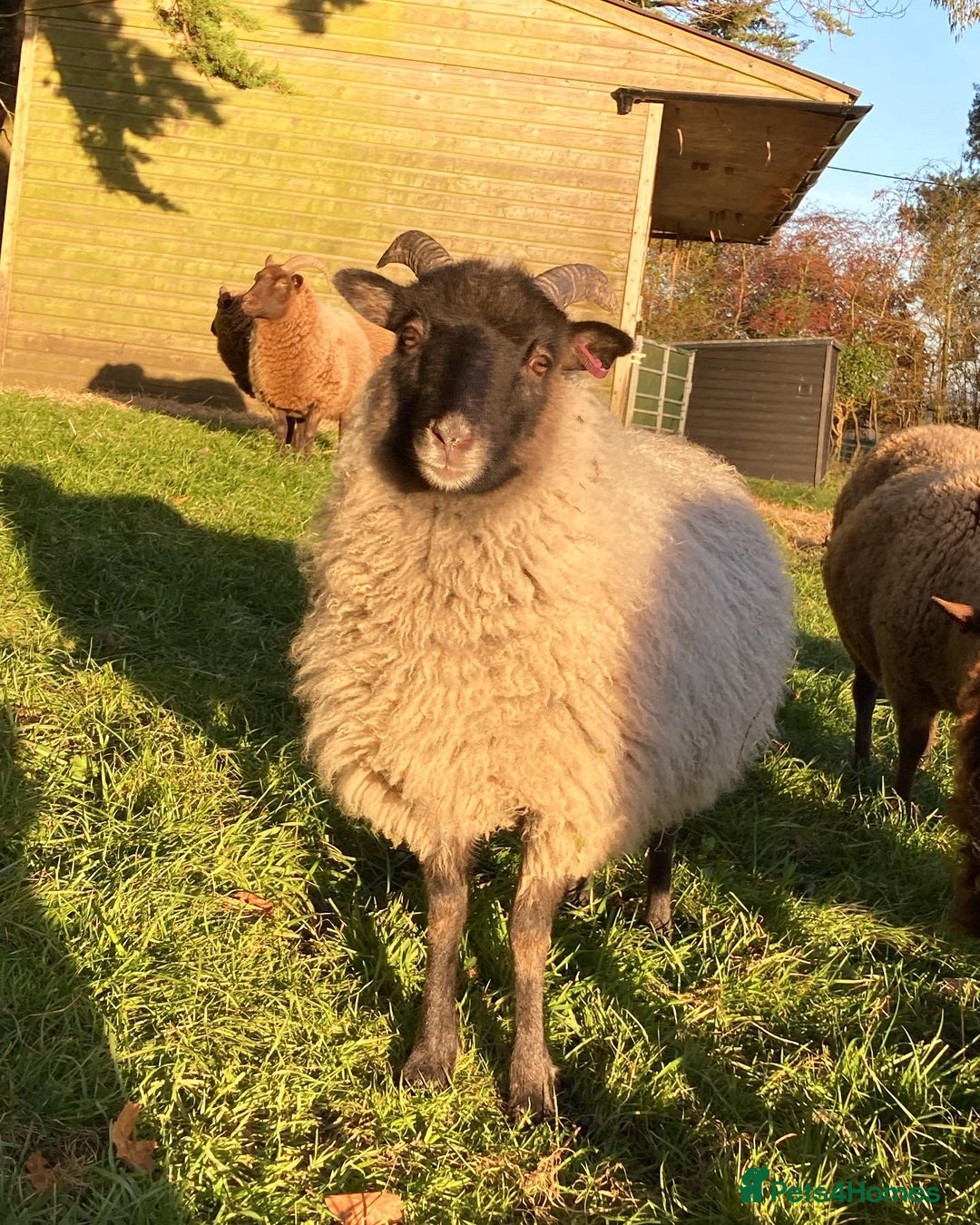 Sheep livestock for sale: Manx Loaghto X North Ronaldsway - Advert 3