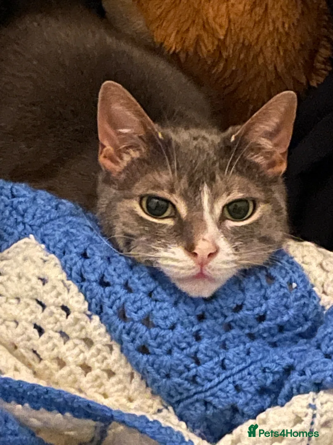 Domestic Shorthair cats for sale: Senior female cat looking for loving home - Advert 2