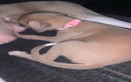 Whippet dogs for sale: WHIPPET RUNT GIRL  - Image 3