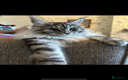 Ragcoon cats for sale: Ragcoon kittens  - Image 7