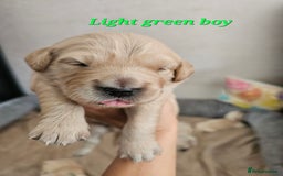 Golden Retriever dogs for sale: Lovely Golden Retriever puppies ❤️  - Image 7