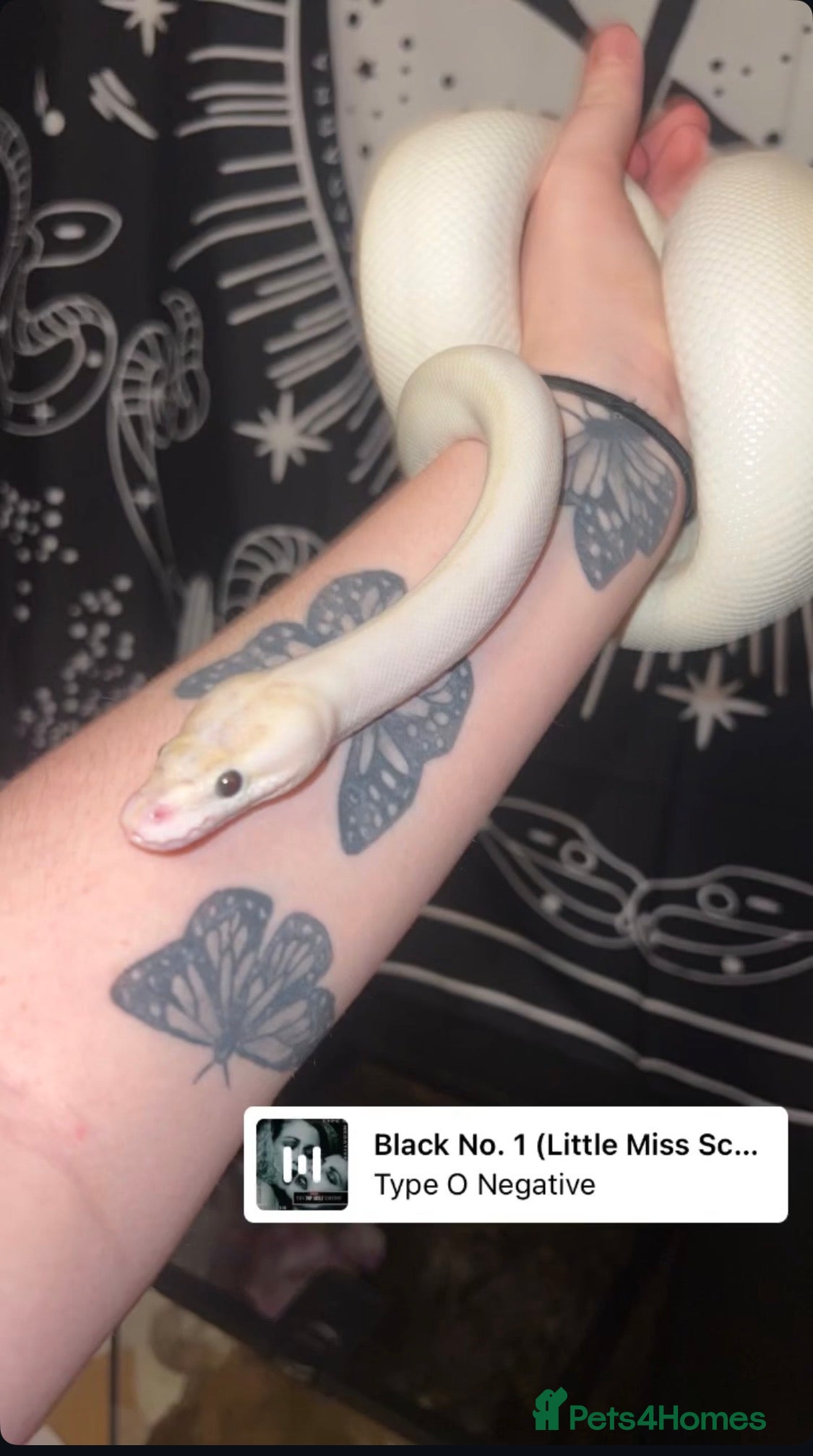Python Snake reptiles Ivory ball python with enclosure and decorations - Advert 2