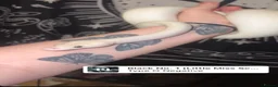 Python Snake reptiles for sale: Ivory ball python with enclosure and decorations in Pontefract - Advert 1