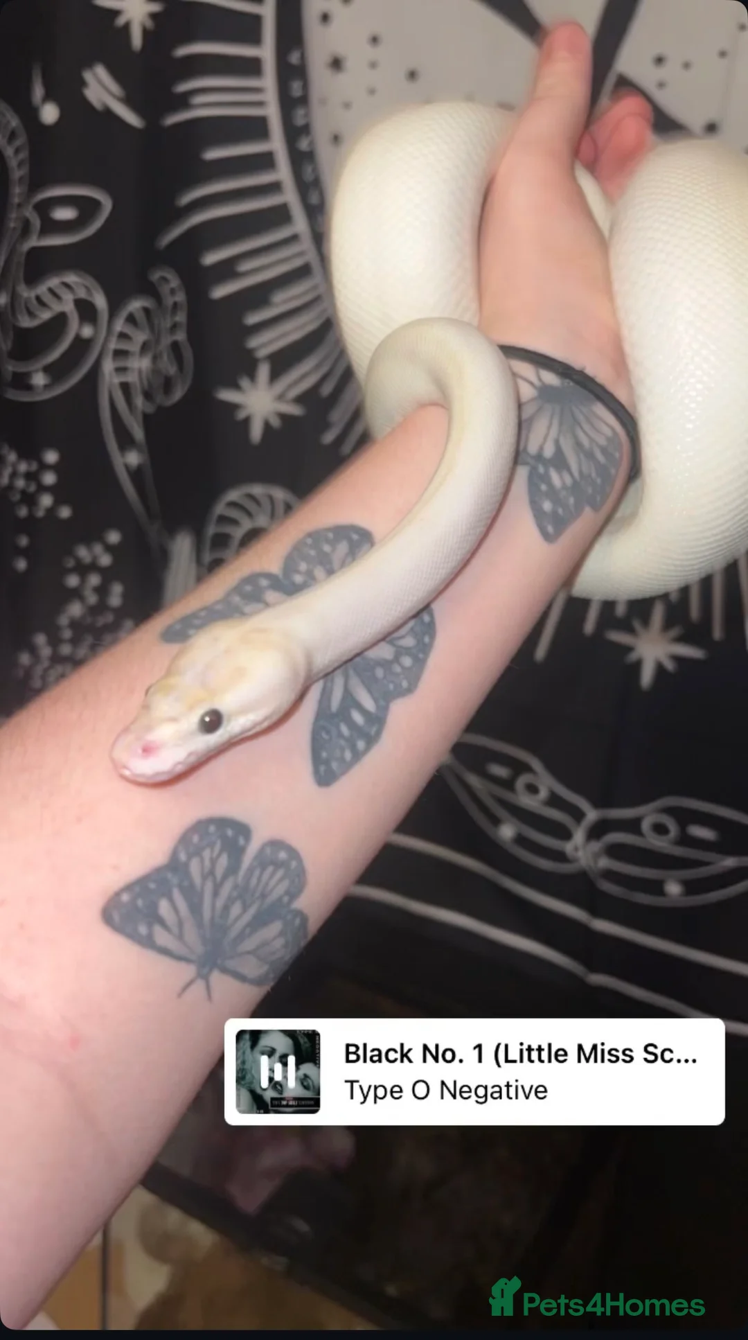 Python Snake reptiles for sale: Ivory ball python with enclosure and decorations in Pontefract - Advert 1